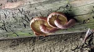 Personally, seeing wrinkled peach for the first. Wrinkled Peach Rhodotus Palmatus Identifying Mushrooms Wild Mushroom Hunting