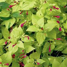 One Of My Favorites Smells Wonderful Flower Seeds Clock Flower Four O Clock