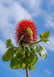 Image result for Greyia