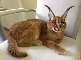 C Cat For More Details Click On Pic Caracal Cat Small Wild Cats Cats