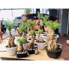 #swakatv#sketsadoraemon#tutorialsketsamenggambardoraemon#caramudahmembuatsketsadoraemon yuk kak simak cara membuat sketsa doraemon mudah dan praktis. Cara Bikin Bonsai Putri Malu Cahunit Com
