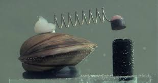 Maybe you would like to learn more about one of these? Someone Explains How Poland Uses Clams To Control Its Water Supply And It S Pretty Crazy Bored Panda