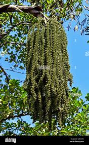 Image result for Caryota urens
