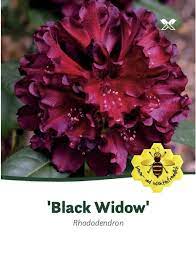 We did not find results for: Rhododendron Hybride Black Widow Dunkelrot Hohe 30 40 Cm Hagebau De