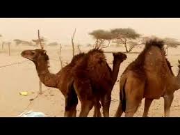 تقرير عن الزنط الحيسي إحدى أنواع الورود التي تزرع في تهامة ، التقرير جزء من حلقة برنامج. ÙˆØ²Ø¨Ø© Ø§Ù„Ø§Ø¹Ø±Ø§Ø³ ÙÙŠ ØªÙ‡Ø§Ù…Ø© Ø§Ø¹Ø±Ø§Ø³ Ø§Ù„ÙŠÙ…Ù† ØµÙ†Ø¹Ø§Ø¡ ØªÙ‚Ø§Ù„ÙŠØ¯ Ù…Ù† Ù†ÙˆØ¹ ÙØ±ÙŠØ¯ ÙÙ‰ Ø§Ù„Ø§Ø¹Ø±Ø§Ø³ ÙÙ†Ø¬Ø§Ù† Ù‚Ù‡ÙˆØ© Arabickeypresstones