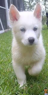 Wolf Dog Puppy For Sale Beautiful All White Blue Eyed Wolf Hybrids 10 Years Old