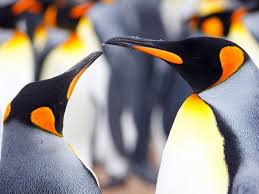 Animal Pair Pictures Animal Wallpapers National Geographic King Penguin Penguins Animals Beautiful