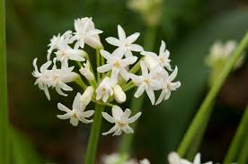 Image result for Tulbaghia fragrans