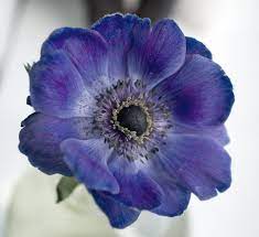 Anemone Flower Beauty Anemone Blue Flowers