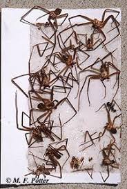 Brown Recluse Spider Entomology