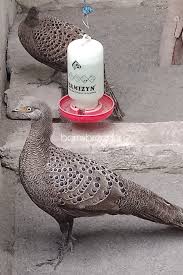 Pin Di Pheasant