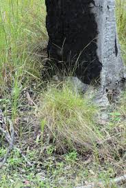 Image result for Enteropogon