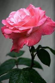 alida abreu (alidaabreu)