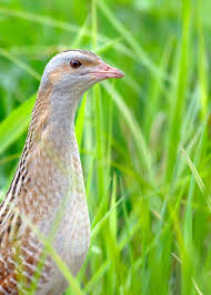 20 Nocturnal Birds That Burn The Midnight Oil Owls Nightjars And Parrots Nocturnal Birds Little Birds Birds