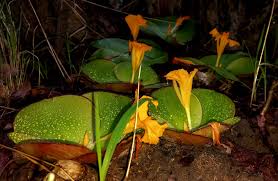 Image result for Bonamia spectabilis