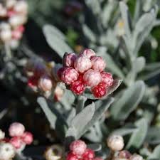 Image result for Helichrysum lastii