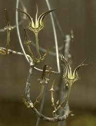 Image result for Ceropegia albipilosa