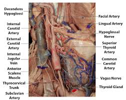 You use your trapezius muscle for a variety of movements, including. Carotid Endarterectomy The Neurosurgical Atlas