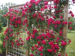 12 Incredible Tips For Climbing Roses Climbing Roses Trellis Climbing Roses Garden Trellis