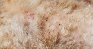 Because the underlying cells are generated from pigmented cells, the masses are generally brown or black in color. Are The Brown Black Specks On My Dog Fleas Petcoach