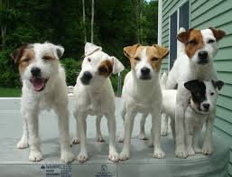 Black And White Jack Russell Terrier Puppy A Gang Of Terriers Jack Russell Jack Russell Terrier Jack Russell Dogs