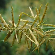 Image result for Cyperus distans