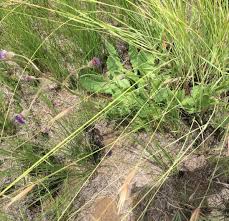 Image result for Polygala ohlendorfiana