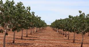 We did not find results for: Pistachio Cultivation Information Guide Agri Farming