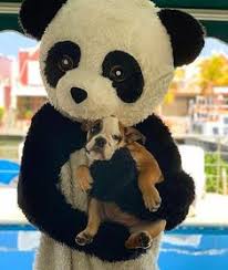 23 Ideas De Panda Yolo Fotos De Artistas Famosos Imagenes De Youtubers Even though the zoo has been able to reopen, we need you now more than. panda yolo fotos de artistas famosos