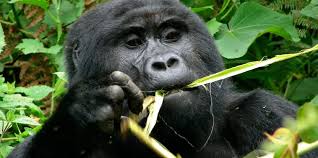 Image result for Mimulopsis excellens