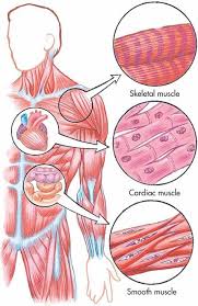 Muscles cause motion, either in the structures of the body or of. Pin By Beatrix Beem On Nursing Human Anatomy And Physiology Medical Anatomy Human Anatomy