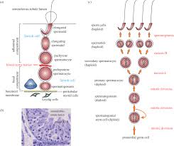 The Biology Of Spermatogenesis In The Rat A Schematic