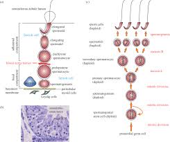 The Biology Of Spermatogenesis In The Rat A Schematic