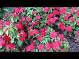 Image result for Impatiens wallerana