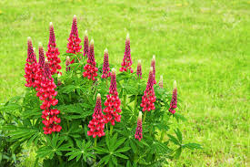 These flowers come in colors like red, white, pink and purple. Beautiful Red Flowers Lupines Flowering On A Flowerbed In A Garden Stock Photo Picture And Royalty Free Image Image 80852927
