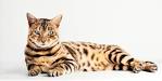 The Best Cat Food for Bengals (Ideal Diet & Nutrition ...