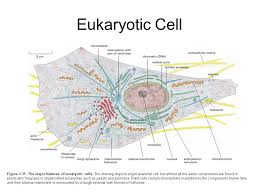 Check spelling or type a new query. Eukaryote The School Of Biomedical Sciences Wiki