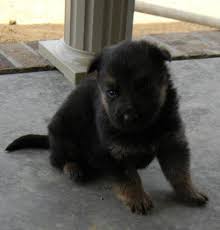 Will come with akc papers. Akc German Shepherd Puppies For Sale In Greenville Kentucky Classified Americanlisted Com