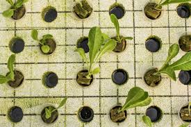 Basilio S Aquaponics Farm Proves Soilless Agriculture Can Take Root F B Report