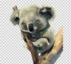 Australia Koala Watercolor Painting Png Acrylic Paint Animal Animals Art Cartoon Watercolor Paintings Painting Koala