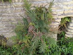 Image result for Pteris commutata
