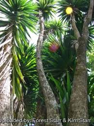 Image result for yucca gigantea en casa