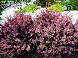 Rose Glow Barberry Rose Glow Barberry Berberis Thunbergii Colorful Shrubs