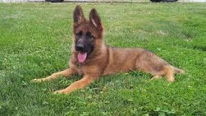 Red sable german shepherd puppies. Policies Triple D German Shepherds