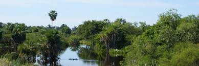 In suriname finden sie keine ausgetretenen touristenpfade, sondern können behutsam erleben sie den üppigen regenwald bei einem suriname urlaub , erleben sie. Notruf Und Auslandsvertretungen Fur Die Republik Suriname Garantiert Reisen De