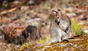 Like kangaroos, wallabies are marsupials that are part of the family macropodidae. Wallabies Are On The Loose In Britain Australian Geographic