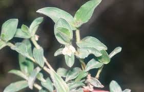Image result for Cleome schimperi