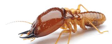 Pest control services scorpion control & removal services keep the scorpions out. Termites Phoenix Termite Control Termite Treatment Inspections Phoenix Mesa Az