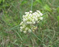 Image result for Asclepias aurea