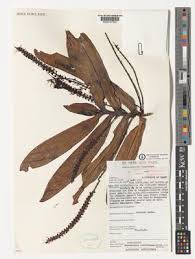 Image result for Diaphananthe odoratissima
